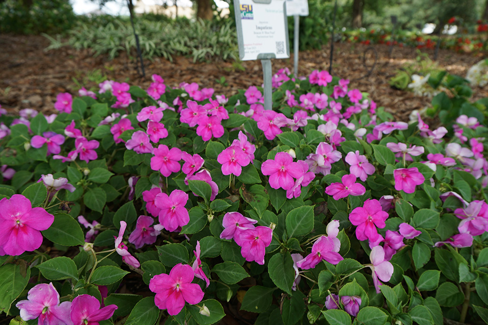 ​2025 Warm-Season Annual Bedding Trial Results: LSU AgCenter Hammond Research Station